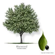 Characteristics of the areca palm. Bluewood Brasil Texas Trees Tree Identification Tree Service