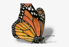 This step by step tutorial will help you draw your very own! Monarch Butterfly Clipart Illustrated Scientific Drawing Monarch Butterfly Transparent Png 640x480 Free Download On Nicepng