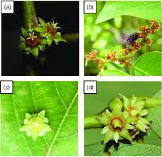 Image result for Bridelia