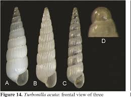 Image result for Anisocycla