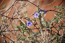 Image result for Aptosimum