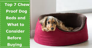 When looking for chew proof dog beds, you'll need to walk a fine line between durability and comfort. Top 7 Chew Proof Dog Beds And What To Consider Before Buying Petxu