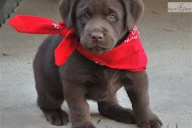 We are english labrador retriever breeders, servicing all of the california area of orange county, los angeles county, san diego county, riverside county, kern county, san bernardino county, ventura county, kern county and santa barbra county. Lab Puppies For Sale In Southern California Peepsburgh