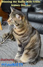 Pin On Cat Health