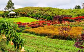 Pesona Keindahan Wisata Kebun Sapo Juma Tongging | Tobaria
