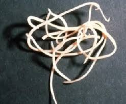 Spulwurmer Bei Hunde Lassen Sie Den Kot Untersuchen