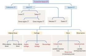 Connective tissue (ct) is found throughout the. Connective Tissue Clinical Gate