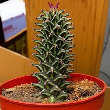 Image result for Monadenium spinulosum