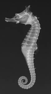 Amazing Close Up X Ray Photos Of Deep Sea Fish Underwater Creatures Seahorse Sea Fish