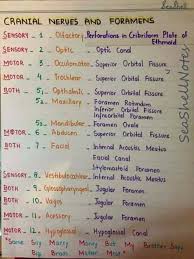 The cranial nerves are 12 pairs of nerves that can be seen on the ventral (bottom) surface of the brain. Cranial Nerves Circle Of Willus Best Medical Mnemonics ÙÙŠØ³Ø¨ÙˆÙƒ