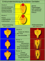 Seit zwei tagen funktioniert die heizung in meiner wohnung nicht mehr. Hymen Wikipedia
