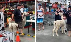 It also produces a small caudex (tuber) at. Adorable Moment Two Alpacas Are Spotted Wandering Around A Bunnings Warehouse Daily Mail Online