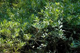 Image result for Megalochlamys revoluta