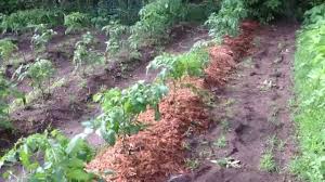 We did not find results for: 19 Ways To Improve Garden Soil And Boost The Yield Year After Year