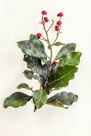 Image result for Apodytes dimidiata