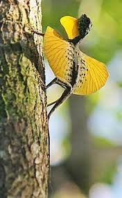 Also known as flying dragons and flying lizards, lizards of the draco genus (within the agamid family) are known for their ability to glide through the air of south and southeast asia. Draco Lizard Wikipedia