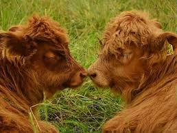 Pin By Erika Witte On Animales Highland Cattle Cute Baby Cow Fluffy Cows