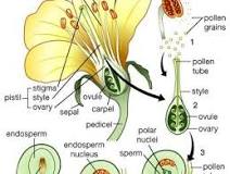 Image result for Successive changes in the organization of an organism