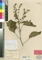 Image result for Triumfetta cordifolia