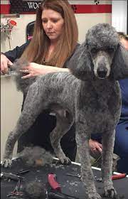 Joe's premier dog grooming and pet resort. Puppy Love Grooming Salon Care Com Ashland Ky