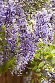 Texas Purple Japanese Wisteria In 2021 Garden Vines Showy Flowers Fast Growing Vines