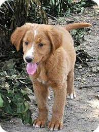 Litchfield Ct Border Collie Meet Tamara Adoption Pending A Pet For Adoption