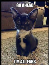41 Adorable Caturday Memes That Are Sure To Get You Purring Pretty Cats Beautiful Cats Funny Animal Pictures