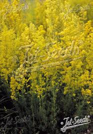 Image result for Galium simense