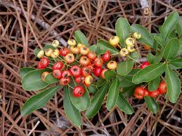 Image result for Pycnosphaera buchananii