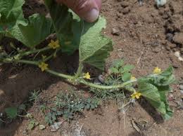 Image result for Cucumis humifructus