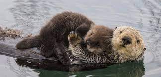 A sea otter's tool of choice: We Ve Been Systematically Underestimating Sea Otters Historical Habitat Hakai Magazine