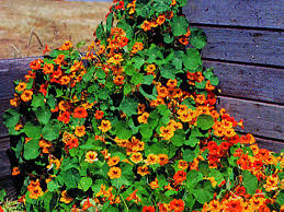 Growing of nasturtium from seeds: Best Nasturtiums To Grow From Seed Mandycanudigit