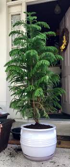 The norfolk island pine is a type of coniferous tree that's native to norfolk island, which is located between australia and new zealand in the pacific ocean. Pin On Zimmer Pflanzen Room Plants