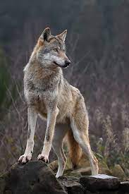 the alpha wolf schitterend de roedelleider lbxxx lobos salvajes animales salvajes fotos de lobo