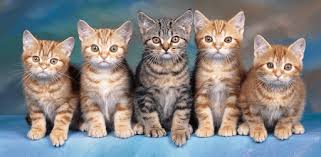 Draw a cat and share the. Cat Hd Wallpapers Cute 2018 Cool Cat Wallpaper For Pc Free Download Install On Windows Pc Mac