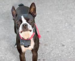 Why Should You Say No To Shock Collars With Images Dog Shock Collar Shock Collar Dogs Shock