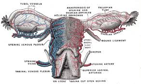 Understanding diseases related to the female sexual organs based on the science of german new note: Figure Female Reproductive System Blood Supply Statpearls Ncbi Bookshelf