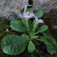 Image result for Primulaceae