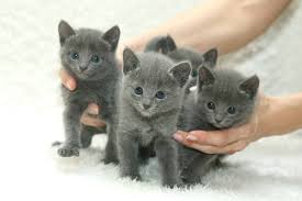 5 Weeks Old Russian Blue Kittens Russian Blue Kitten Russian Blue Russian Blue Cat