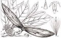 Image result for Funtumia africana