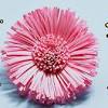 This is a pdf digital downloadable file of 4 different flowers to use in the making of a floral garland. Https Encrypted Tbn0 Gstatic Com Images Q Tbn And9gcqmmp0zjtssbb4gmutiilsyzn8 V5r3 Ptvo Nbd1mpo9ahbhkh Usqp Cau