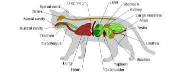 The cat has three types of muscles some of which are fast twitch. Anatomy Of A Cat Anatomy Drawing Diagram