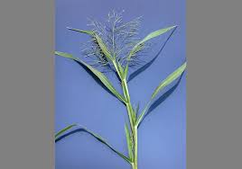 Image result for Panicum chionachne