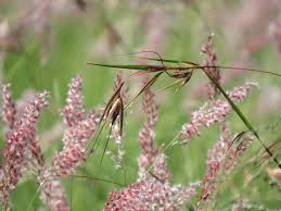 Image result for Urochloa marlothii