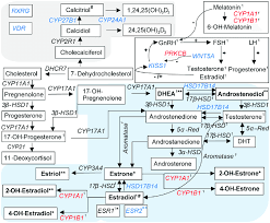 Differentially Expressed Genes Playing A Role In Sex Hormone