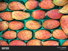 What is a prickly pear cactus? Prickly Pear Cactus Image Photo Free Trial Bigstock