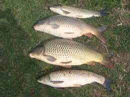 15744 apartamente 6806 case / vile 3078 garsoniere 6390 terenuri 28035 oferte de vanzare 5908 oferte de inchiriat. Priza De Fabrica CumpÄƒrarea IeftinÄƒ CumpÄƒrare Acum Peste Proaspat De Vanzare Generalpromo Ro