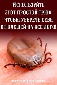 ispolzujte etot prostoj tryuk chtoby uberech sebya ot kleshej na vse leto natural remedies herbal remedies herbalism