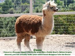 The farm friendz mobile petting zoo brings the farm to you! Petting Zoo Animal Shows Los Angeles