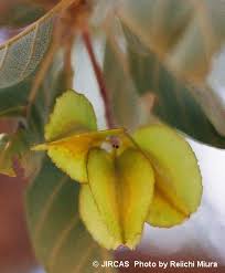 Image result for Combretum fuscum